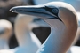 Gannet picture