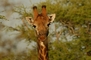 Giraffe picture