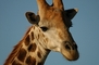 Giraffe picture