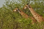 Giraffe picture