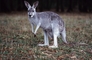 Kangaroo picture