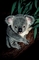 Koala picture