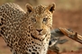 Leopard picture