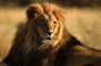 Lion picture