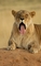 Lion picture