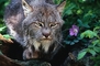 Lynx picture