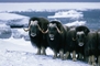 Musk Ox picture