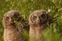 Owl picture