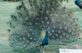 Peacock picture