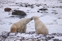 Polar Bear picture