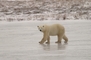 Polar Bear picture