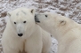 Polar Bear picture