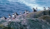 Puffin picture