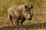 Rhinoceros picture