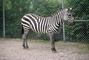 Zebra picture