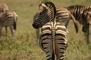 Zebra picture