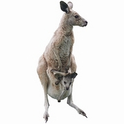 Kangaroo Magnet