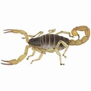 Scorpion T-Shirt