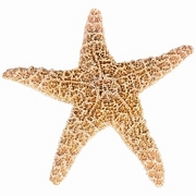 Starfish Magnet