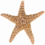 Starfish Magnet