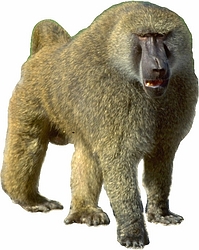 Baboon