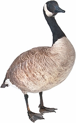 Canada Goose