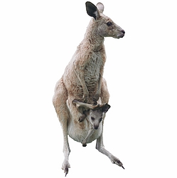 Kangaroo