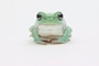 Frog picture