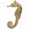 Sea Horse picture