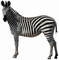 Zebra picture