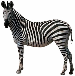 Zebra