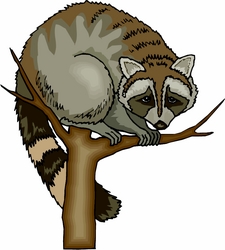 Raccoon