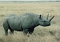 African Rhinoceros picture