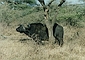 Cape Buffalo picture