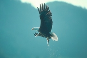 Bald Eagle Poster