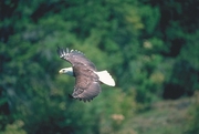 Bald Eagle Poster