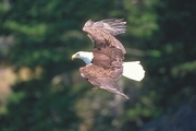 Bald Eagle Poster