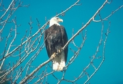 Bald Eagle Magnet