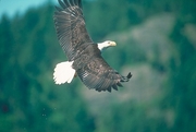 Bald Eagle Poster