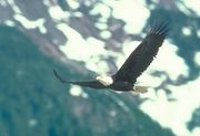 Bald Eagle Poster