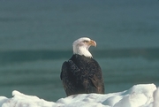 Bald Eagle Magnet