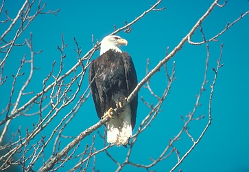 Bald Eagle