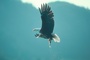 Bald Eagle picture