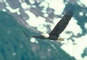 Bald Eagle picture