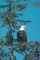 Bald Eagle picture