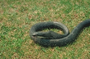 Black Rat Snake Poster