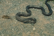 Black Rat Snake Poster