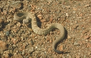 Black-tailed Rattlesnake Poster