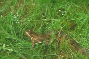 Brown Water Snake Poster