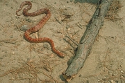 Corn Snake Poster